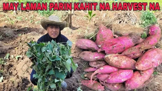 Tulong tulong ang pamilya Mabilis ang trabaho sa bukid Pagtatanim ng Mga kamote