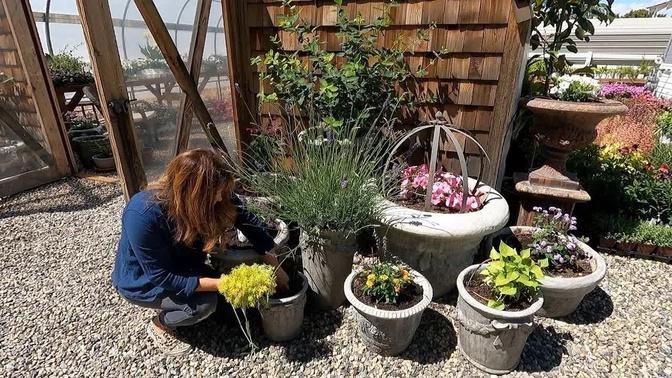 Planting Containers, Dealing with Spider Mites & One Plant Per Pot Project! 🌸🕷🌿 // Garden Answer