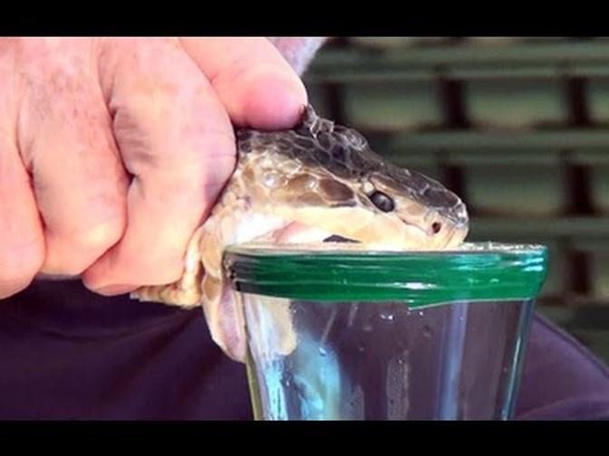 milking deadly venomous snakes - Reptile World Florida - YouTube