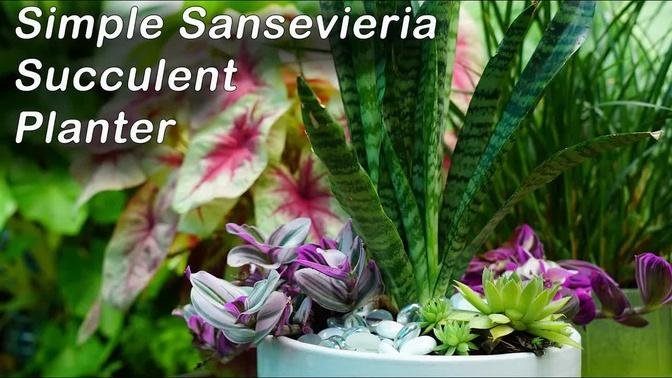 Sansevieria Tradescantia & Sempervivum Planter
