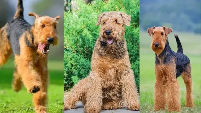 Airedale terrier | Funny and Cute dog compilation in 2022.