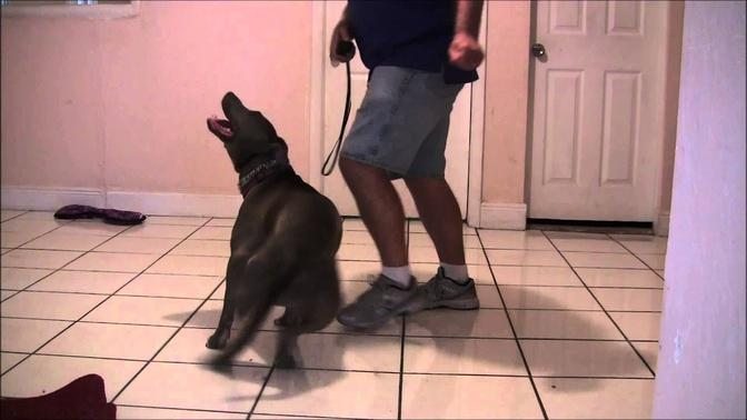 Extremely difficult "High level" dog tricks!