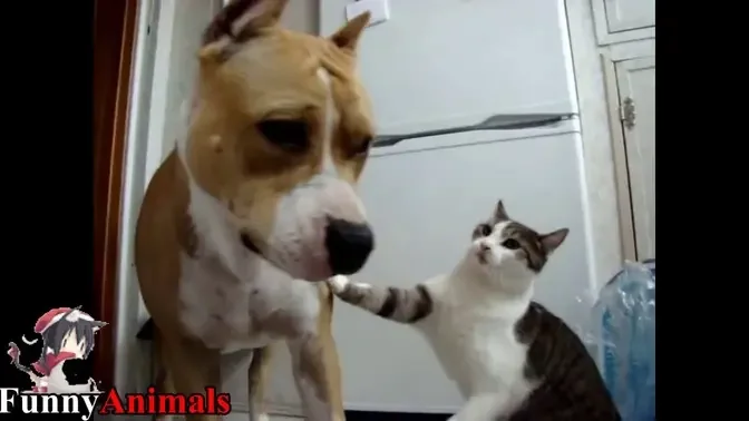 Pitbull Playing With Cats - Pitbull Vs Cat and Kittens Compilation 2017