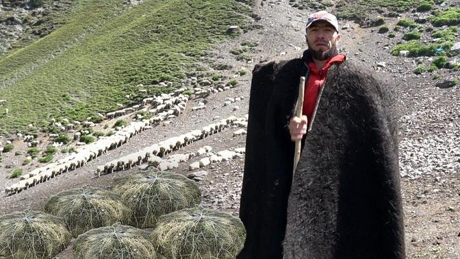 DAGESTAN. GRASS sheep cheese shepherds Milking sheep and making cheese in farm. Russia nowadays.