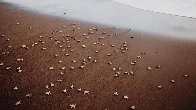 RELEASING 650 BABY SEA TURTLES INTO THE WILD