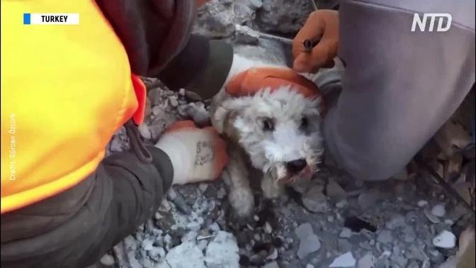 Rescuers Release A Dog From Under the Rubble in Turkey's Iskenderun