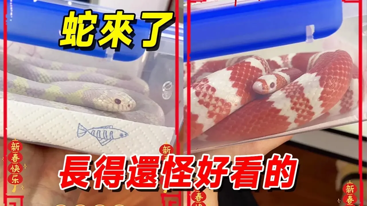 100多條蛇來了！ 滿足你們的要求！ 拍冬眠中不愛動又被關在盒子裡的蛇，冬化櫃 #王小怪