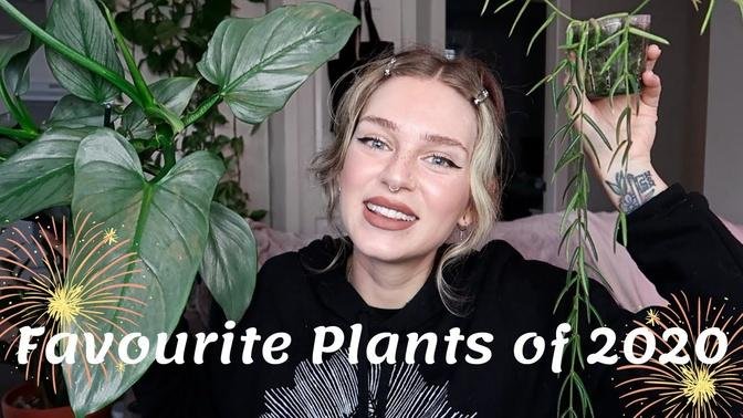 11 Favourite Houseplants Of 2020 Common Rare