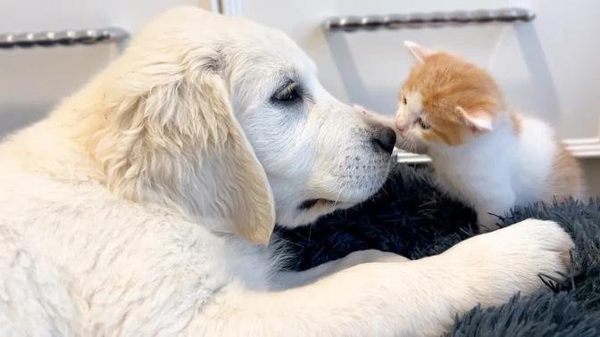 Tiny Kitten and Golden Retriever Puppy Cutest Friends