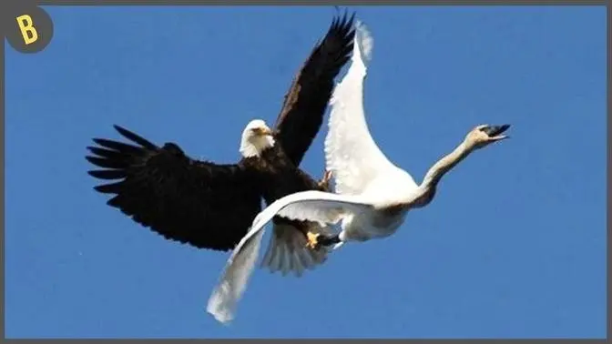 15 Pájaros Cazando Sin Piedad En El Aire