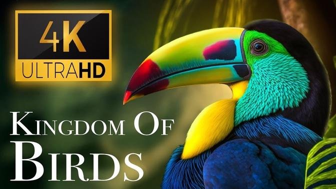 The Kingdom of Birds - Stunning Bird Sounds In The Forest | Scenic Relaxation Film