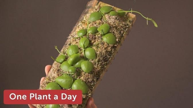 Dischidia imbricata Houseplant Care — 170 of 365