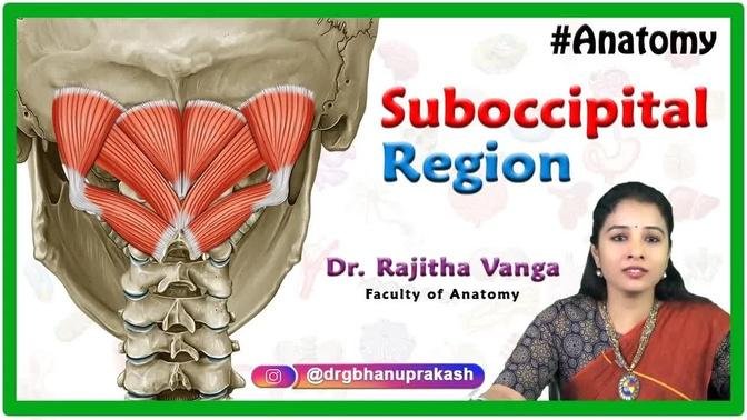 Anatomy of the suboccipital region - Suboccipital triangle ...