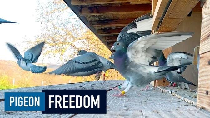 Pigeon Freedom