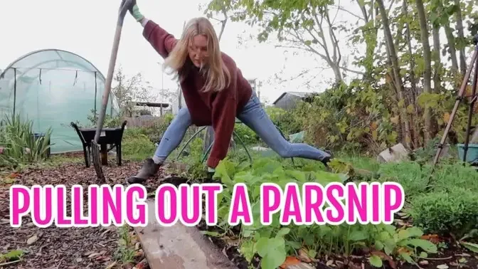 #AD PULLING UP A PARSNIP / NOVEMBER 2022 /EMMA'S ALLOTMENT DIARIES
