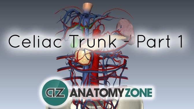 Celiac Artery_Trunk - Part 1 - Anatomy Tutorial