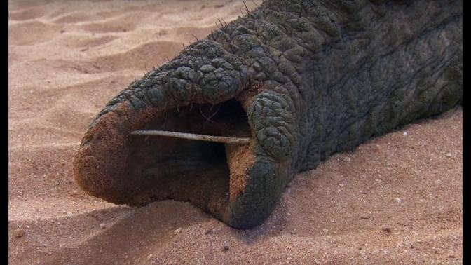 Agonising Wait For Elephant To Wake Up _ This Wild Life _ BBC.