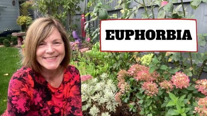 Euphorbia || A Tour Of My Friend’s Lovely Garden