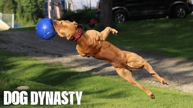 "Super" Pit Bull: Training The Ultimate Protection Dog | DOG DYNASTY