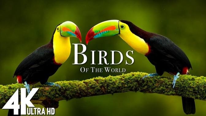 Birds Of The World 4K - The Healing Power Of Bird Sounds - Scenic Relaxation Film.