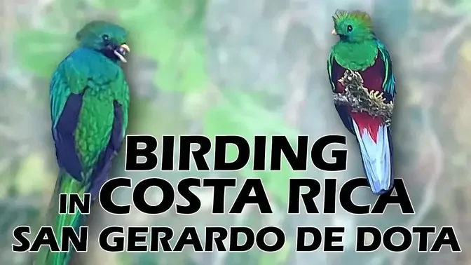 Birding in Costa Rica:  San Gerardo De Dota 2022