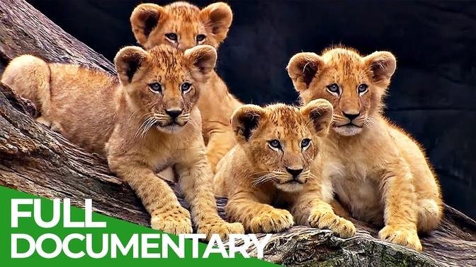 Baby Animals Discovering Their World _ Episode 11 _ Free Documentary Nature