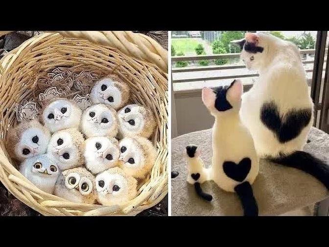 Cute baby animals Videos Compilation cute moment of the animals #7 Cutest Animals 2022