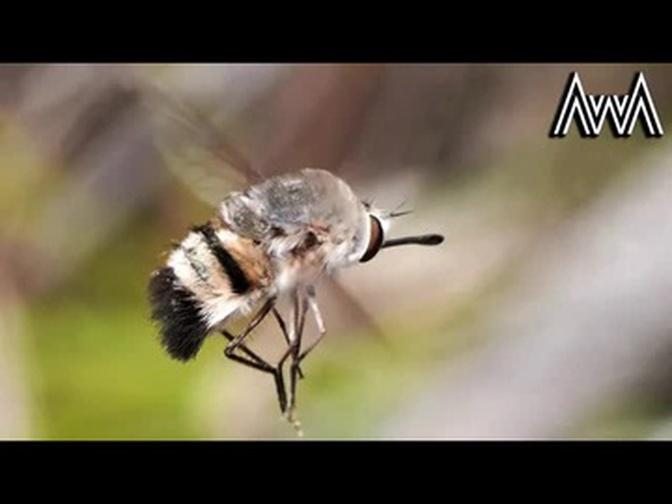 AwA Australian Native Bees (including Teddy Bear Bees) and Bee Flies