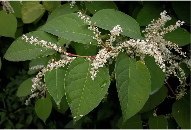 Japanese Knotweed – An Incredibly Invasive Plant With a Remarkable ...