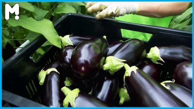 🍆 Greenhouse Eggplant Farming & Harvesting - Eggplant Growing Cultivation Agriculture Technology ▶3