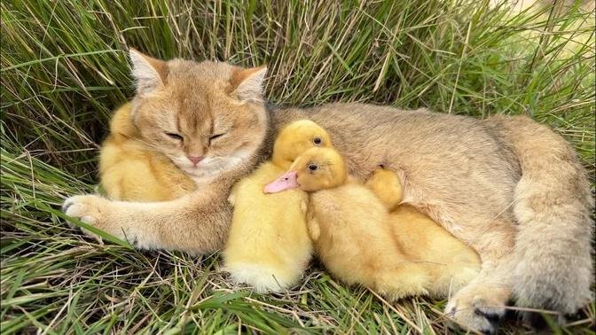 The life of little duck and kitten is very interesting.cute and harmonious animals.The cat is mother