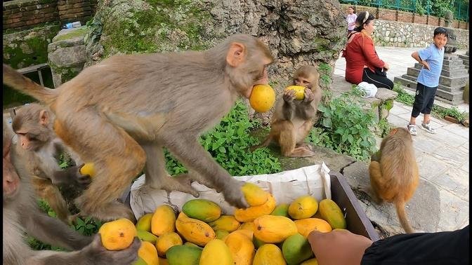 Monkey ate mangos || one of the favourite fruits of monkey