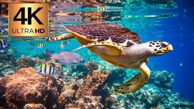 Stunning Sea Turtles {4K UltraHD} Tropical Paradise - With baby Turtles for Sea & Turtles Lovers 🐢