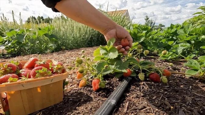 Harvesting Cabbage & Strawberries, Planting Flower Seedlings & Pulling Ranunculus! 🍓🌿💚
