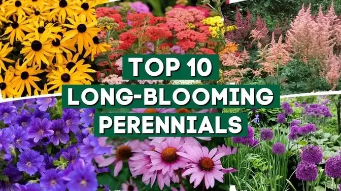 10 Long Blooming Perennials for a Colorful Garden 👌🌿💚 // PlantDo Home & Garden 🍃