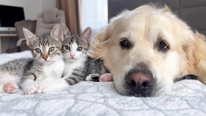 Golden Retriever and Tiny Kittens Friendship