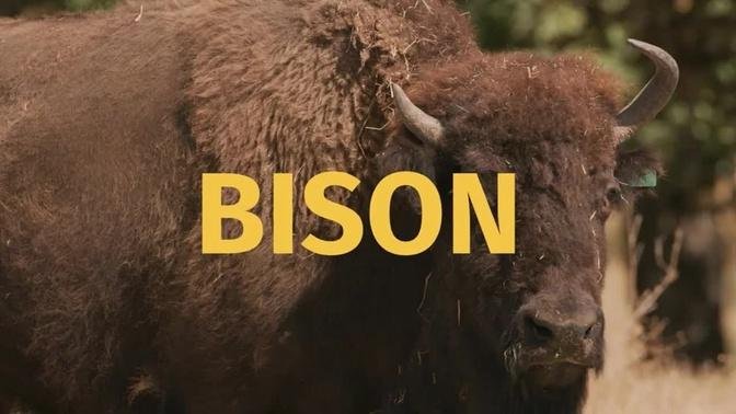 National Wildlife Week 2022: Bison