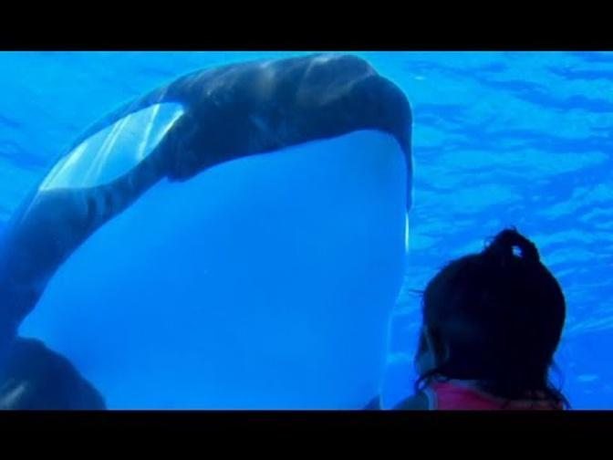 SeaWorld® Killer Whale Experts_ Why We Care