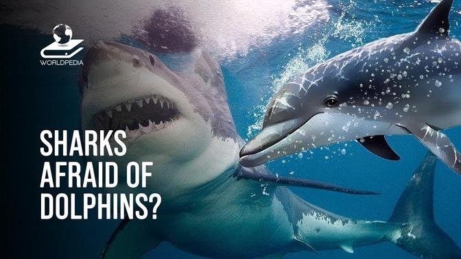 -Why Are Sharks Afraid Of Dolphins_