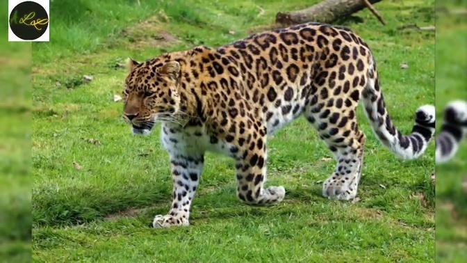 10 Biggest cats in the World-educational, informative, comparative video.