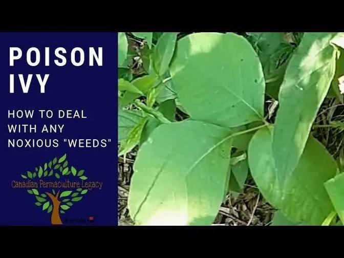 Poison Ivy How to deal with ANY "weeds" in your garden