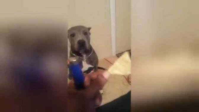 Shy dog hates eating in front of people