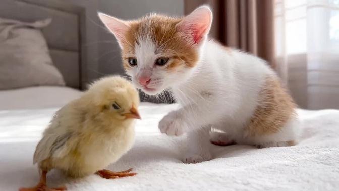 How a Tiny Kitten Wakes Up Baby Chicken