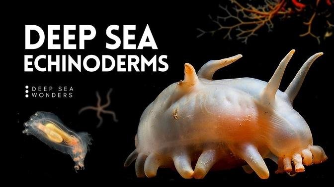 The Wonder of Deep Sea Echinoderms