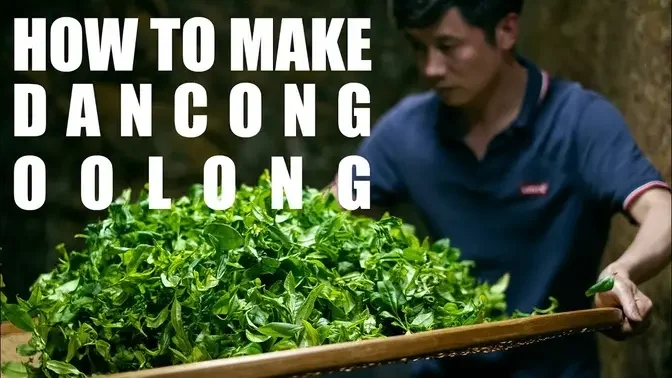 Chaozhou Dancong Oolong: How It's Made, A Visual Guide