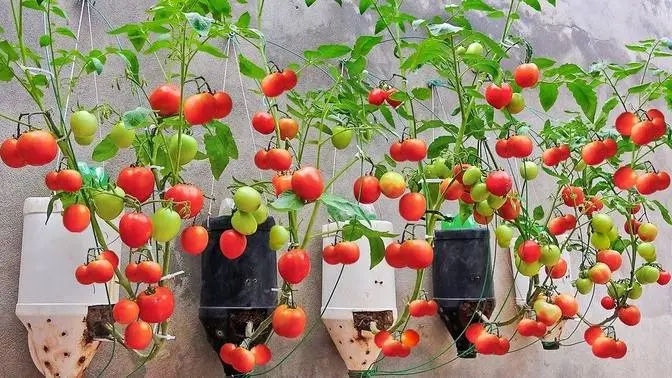 Best Way To Grow Tomato Plant in Plastic Hanging Bottles _ Grow Tomato for High Yield, Lots of Fruit