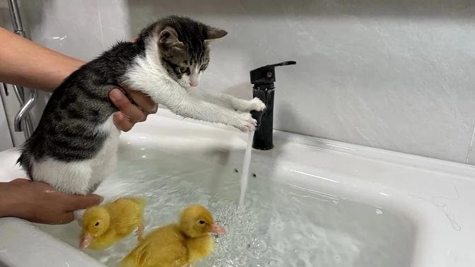 The duckling takes the kitten to bathe and swim together.  The kitten meows.  duck is excited