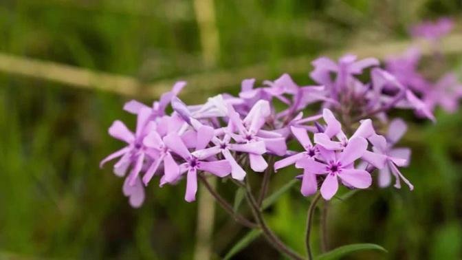 Homegrown | Growing Downy Phlox in Your Garden