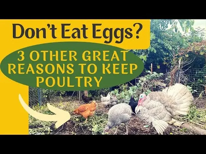 Don’t Eat Eggs? 3 Other Great Reasons To Keep Poultry