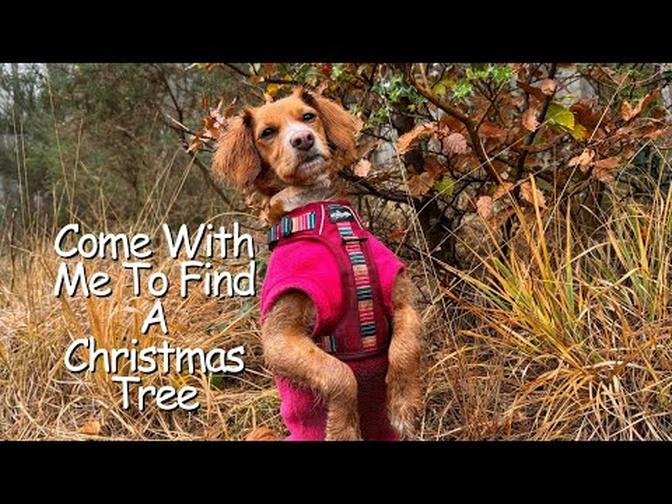 Cockapoo Goes Christmas Tree Hunting.